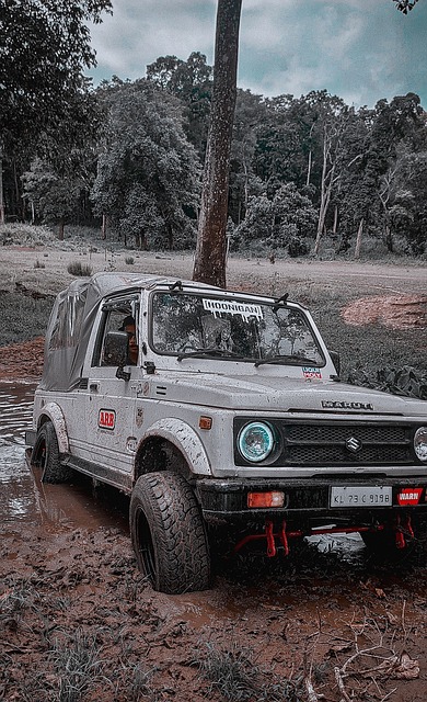 折射出鹈鹕 折射出鹈鹕