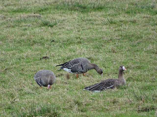 空战战术 空战战术